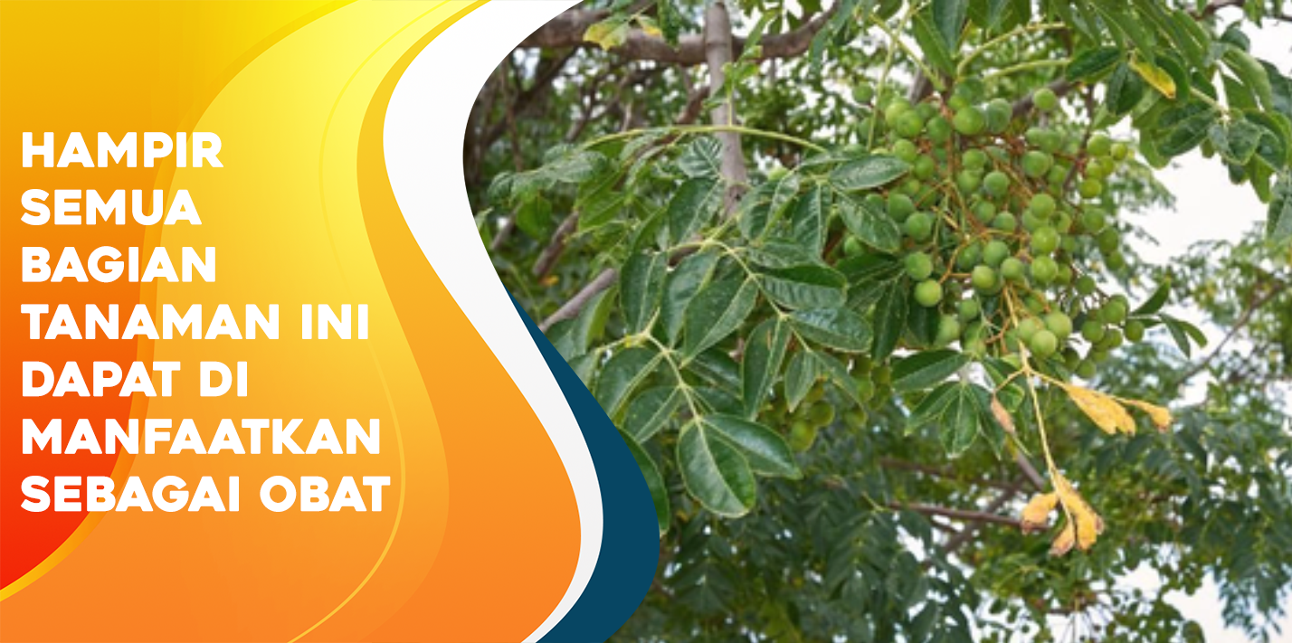 Hampir Semua Bagian Tanaman Ini Dapat di Manfaatkan Sebagai Obat